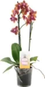 Orchideen duftend Phalaenopsis 2 & 3 Trieber 12cm Topf