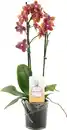 Bild 1 von Orchideen duftend Phalaenopsis 2 & 3 Trieber 12cm Topf