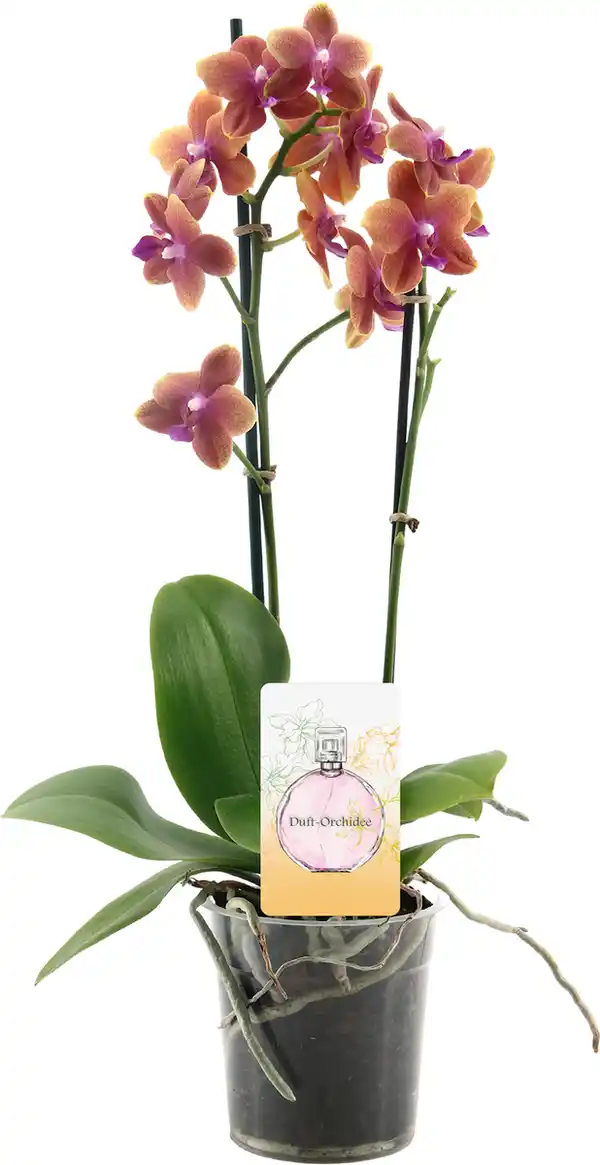 Bild 1 von Orchideen duftend Phalaenopsis 2 & 3 Trieber 12cm Topf