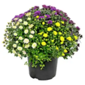 GARDENLINE Chrysanthemen Trios