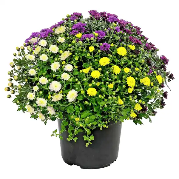 Bild 1 von GARDENLINE Chrysanthemen Trios