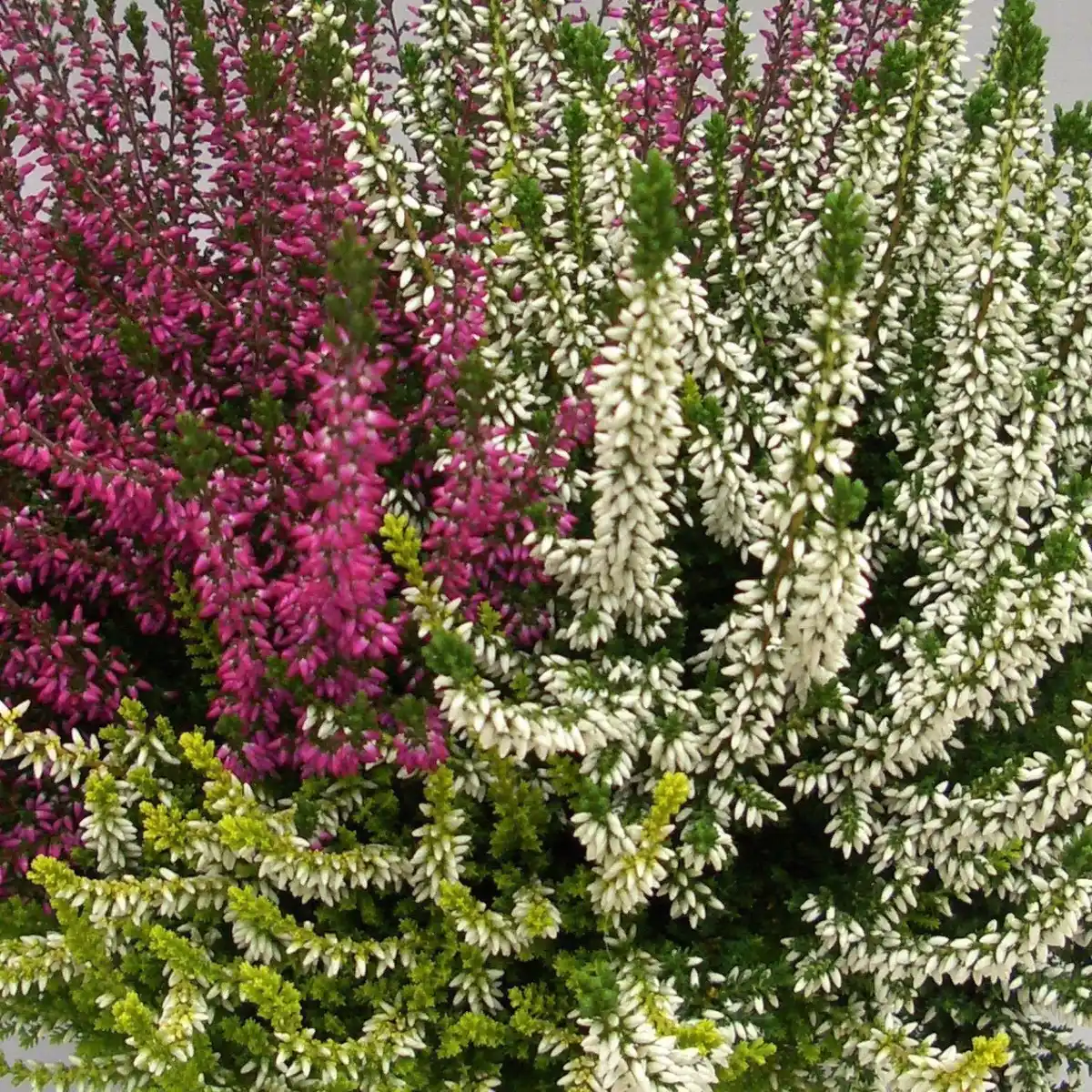 Bild 3 von Herbstheide