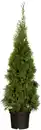 Bild 1 von Lebensbaum Thuja occ. Smaragd H 110-120 cm 7,5 L Container topfgewachsen