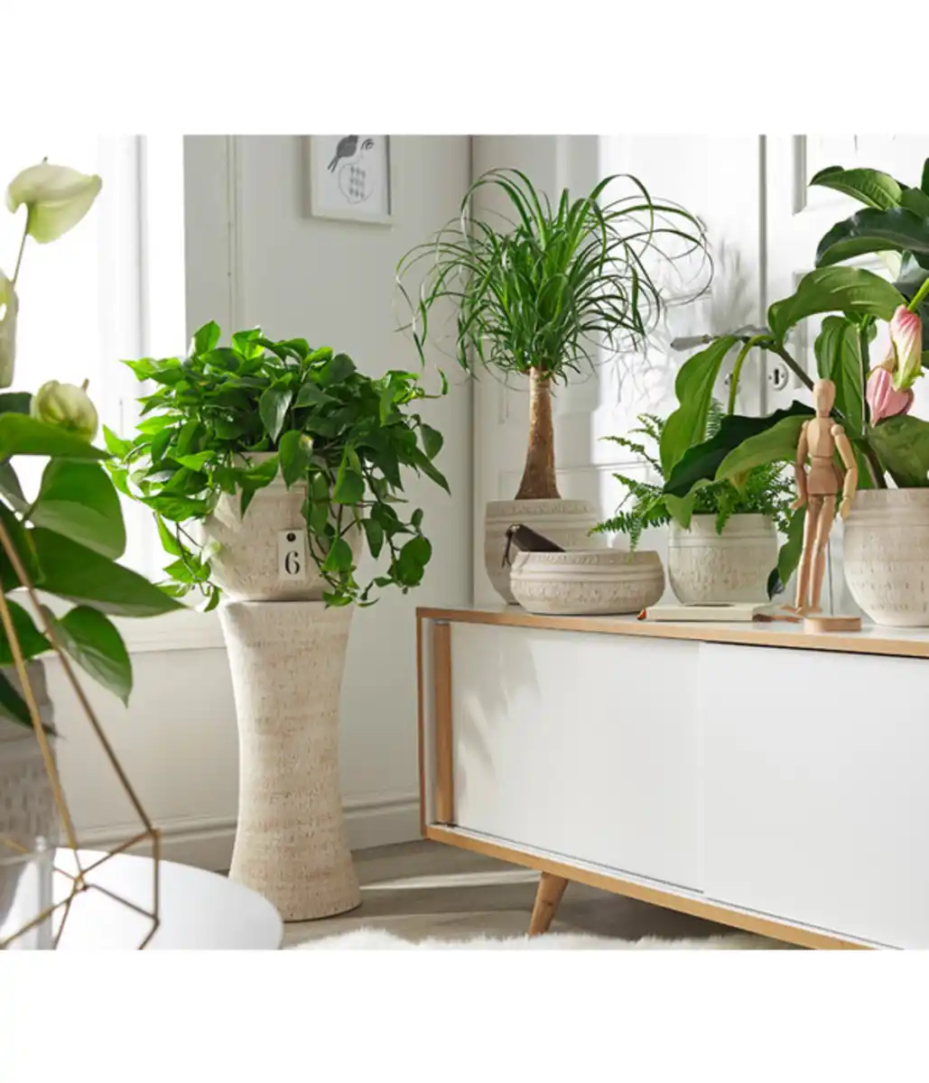 Bild 2 von Efeutute - Epipremnum aureum