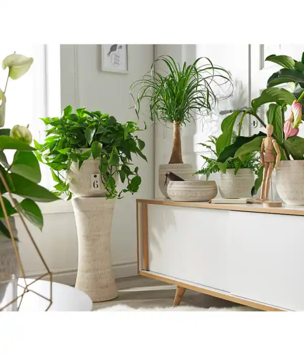 Bild 2 von Efeutute - Epipremnum aureum