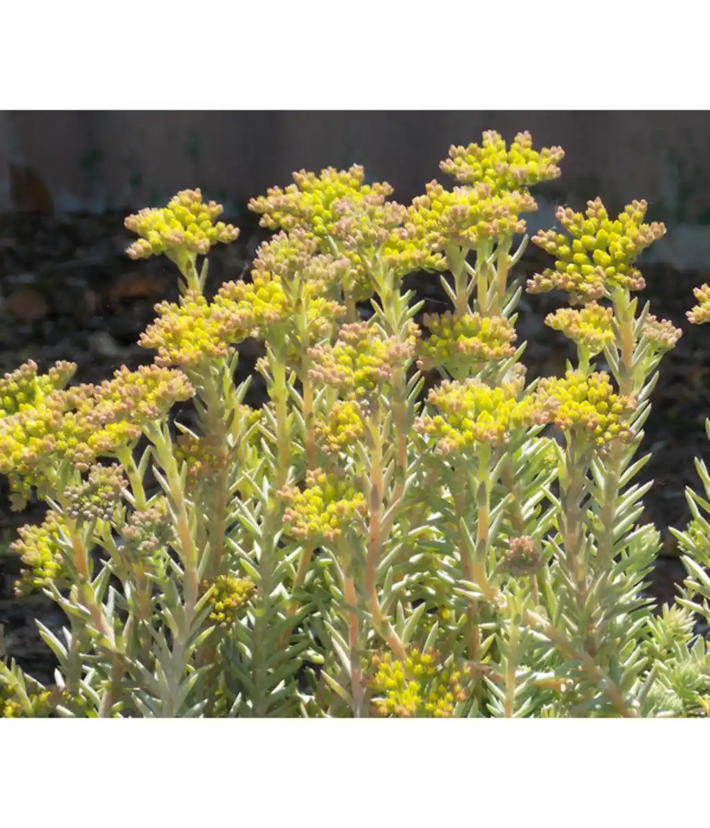 Bild 1 von Nickendes Fettblatt 'Angelina'