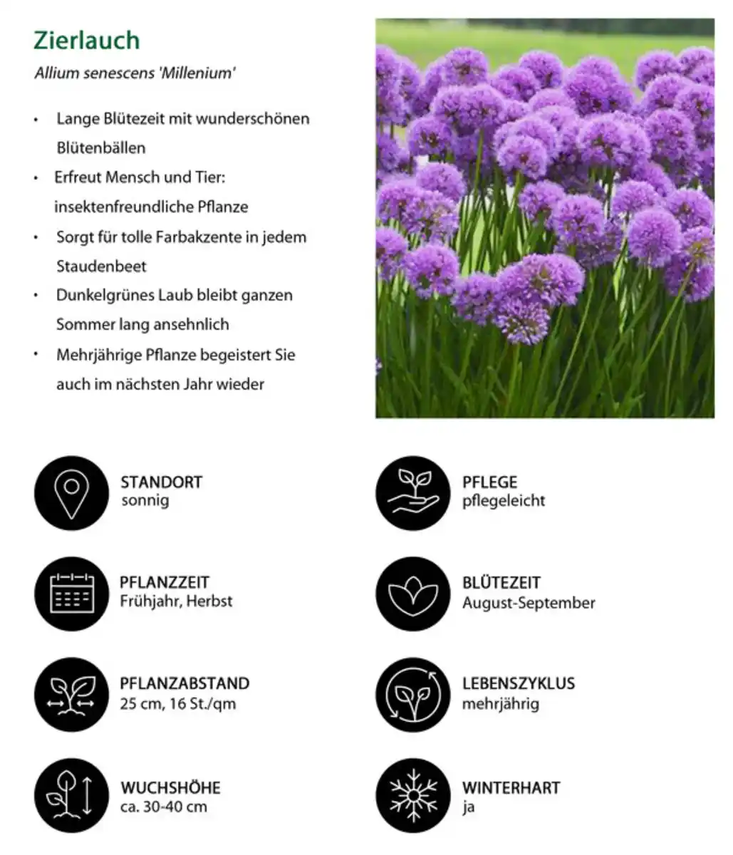 Bild 4 von Stauden-Set Trocken durch den Sommer, 24-teilig