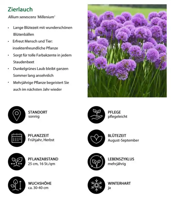 Bild 4 von Stauden-Set Trocken durch den Sommer, 24-teilig