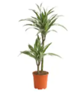 Drachenbaum - Dracaena deremensis 'White Stripe'