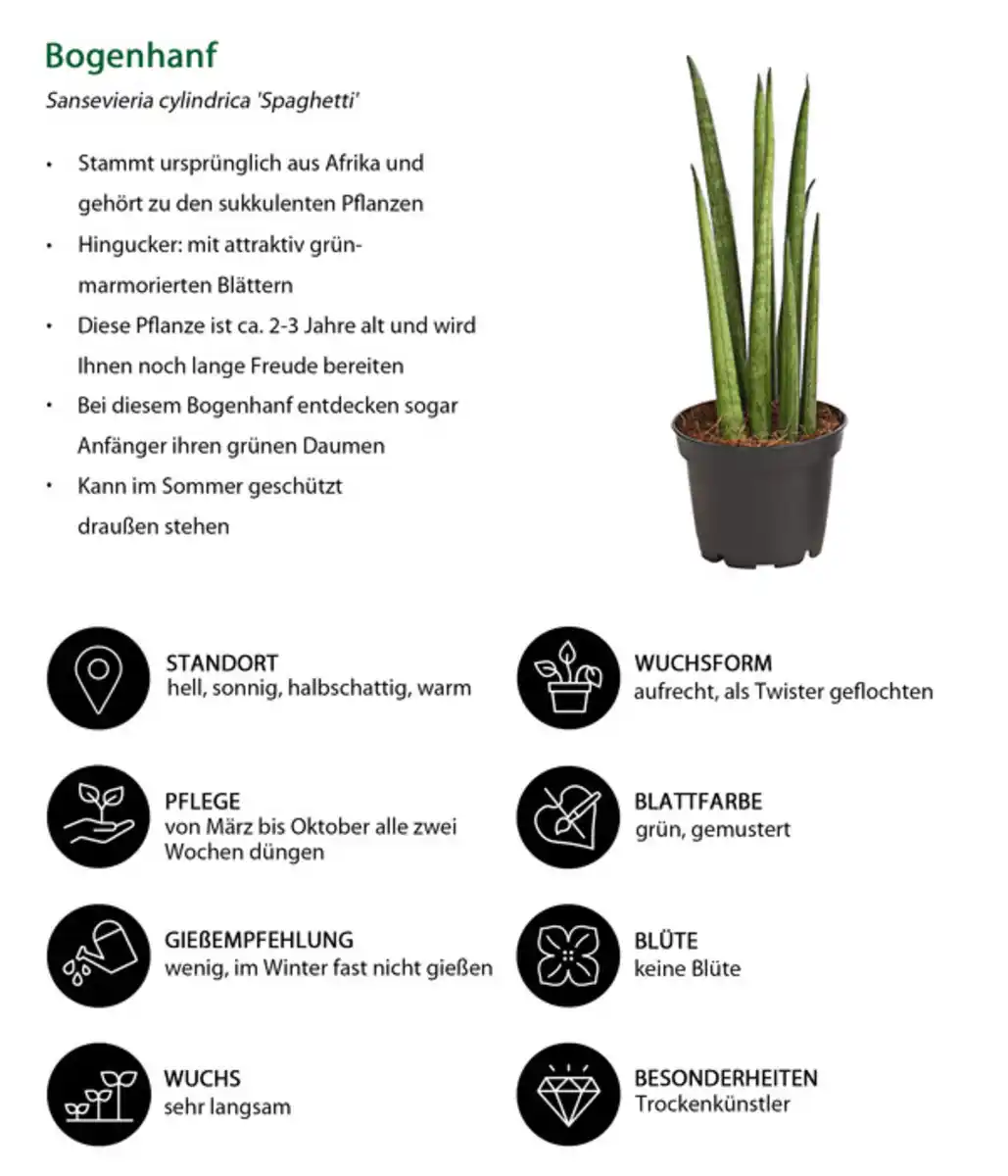 Bild 4 von Mini Bogenhanf-Set - Sansevieria cylindrica, 3-teilig