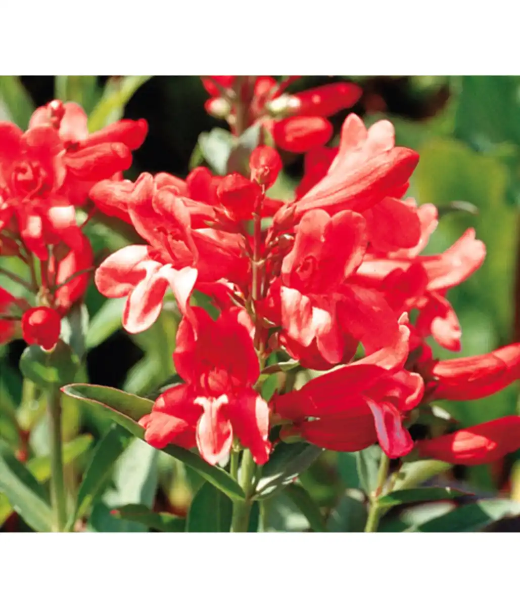 Bild 1 von Bartfaden