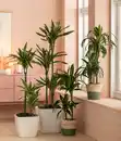 Bild 2 von Drachenbaum - Dracaena fragrans 'Hawaiian Sunshine'