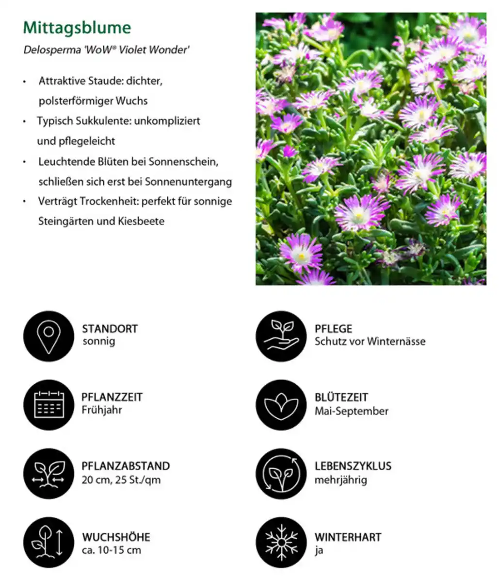 Bild 4 von Stauden-Set Trocken durch den Sommer, 12-teilig