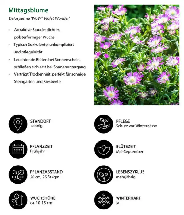 Bild 4 von Stauden-Set Trocken durch den Sommer, 12-teilig