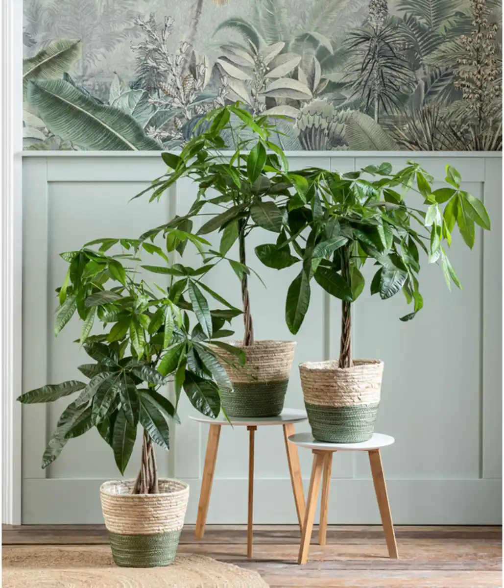 Bild 2 von Glückskastanie - Pachira aquatica