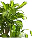 Bild 2 von Drachenbaum - Dracaena fragrans 'Massangeana', Karussell