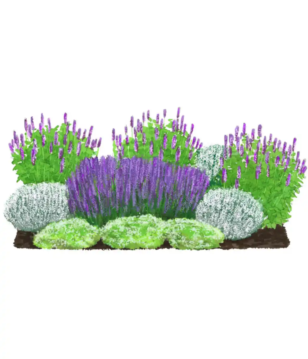 Bild 1 von Stauden-Set Duftendes Insektenparadies, 12-teilig