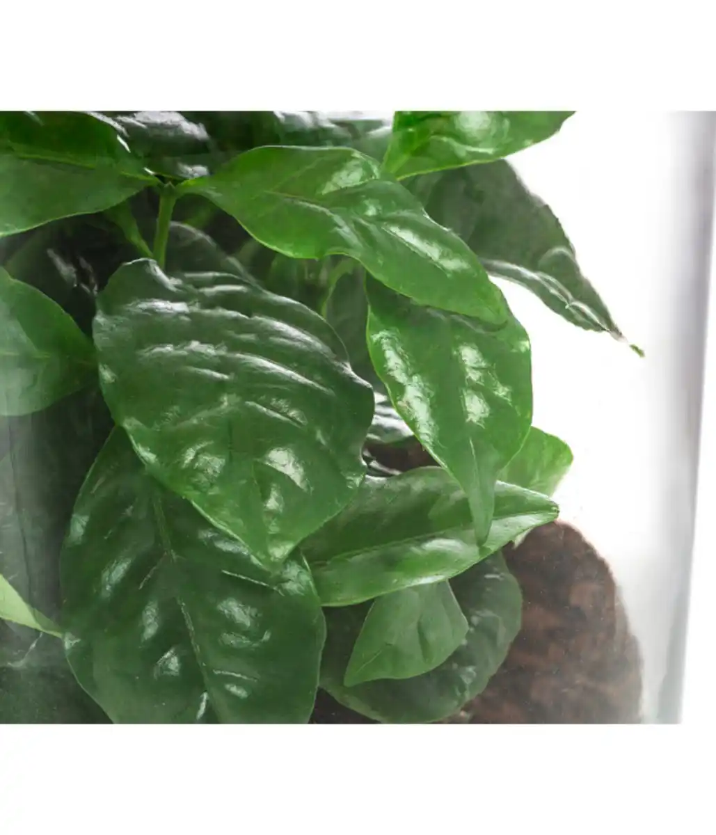 Bild 3 von Flaschengarten DIY SET Kaffeepflanze mit LED, 3-teilig, ca. Ø15cm/H23cm