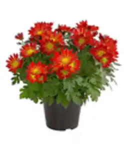 Chrysantheme 'Circus'