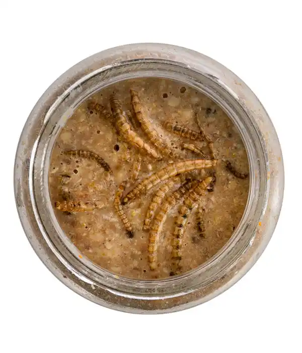 Bild 3 von Dehner Natura Erdnussbutter im Glas, Mehlwürmer, 8 x 340 g