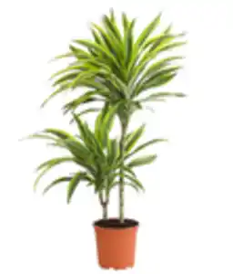 Drachenbaum - Dracaena fragrans 'Lemon Lime'