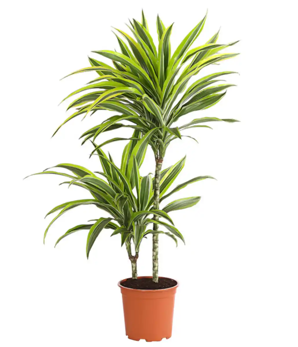 Bild 1 von Drachenbaum - Dracaena fragrans 'Lemon Lime'