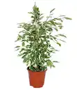 Bild 1 von Birkenfeige - Ficus benjamina 'Twilight'