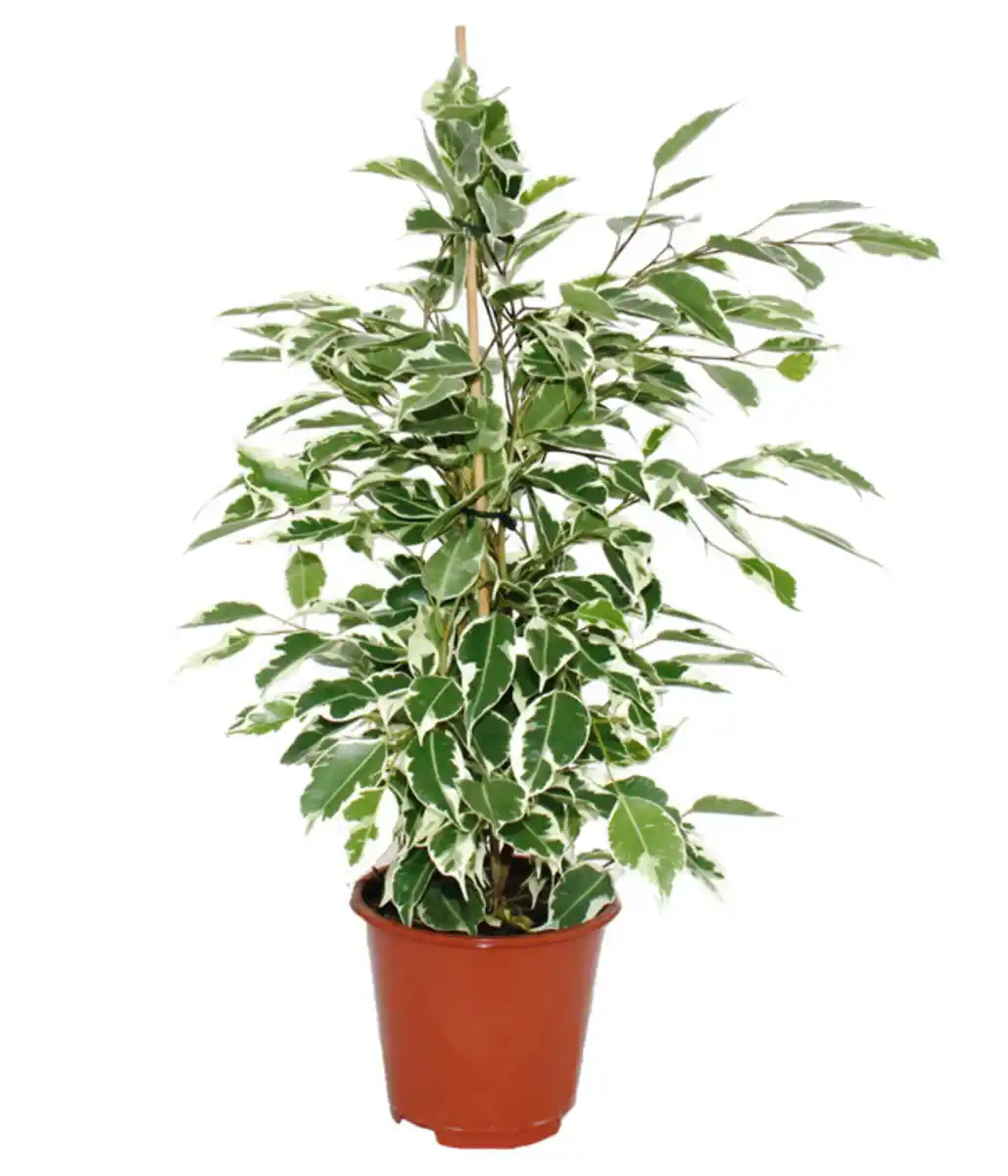 Bild 1 von Birkenfeige - Ficus benjamina 'Twilight'