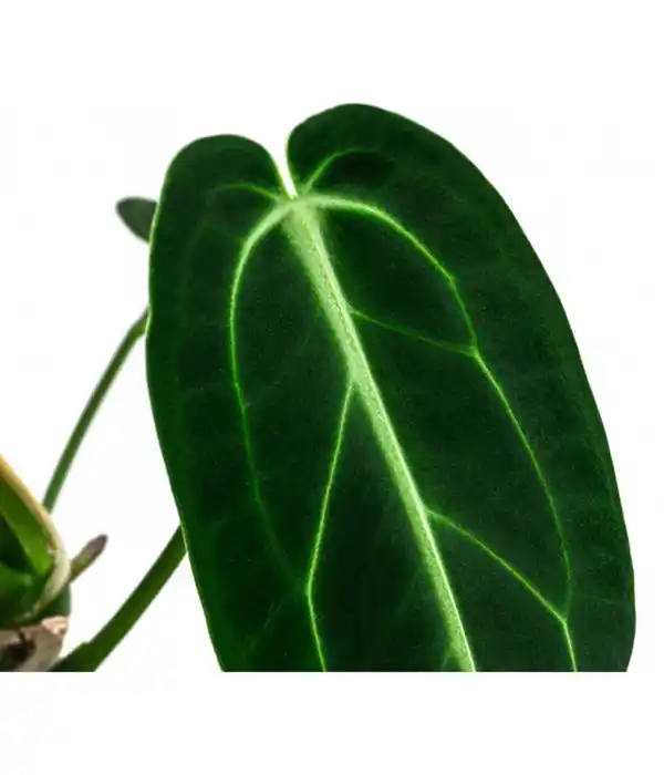 Bild 2 von Herzblattblume - Anthurium warocqueanum