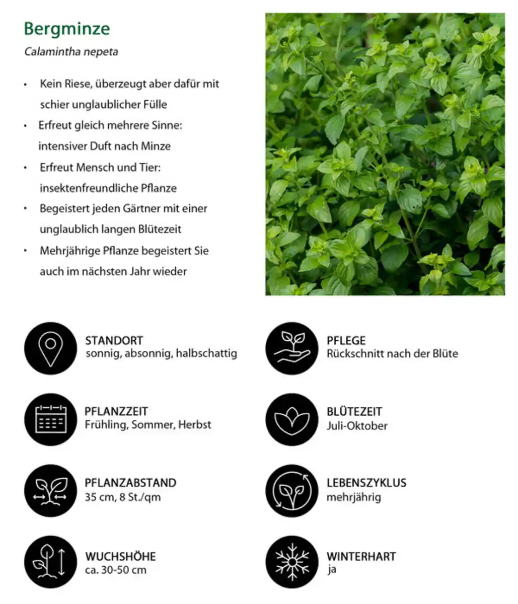 Bild 4 von Stauden-Set Duftendes Insektenparadies, 12-teilig