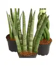 Bild 2 von Mini Bogenhanf-Set - Sansevieria cylindrica, 3-teilig