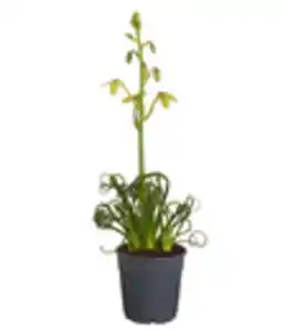 Albuca 'Frizzle Sizzle®'