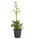 Bild 1 von Albuca 'Frizzle Sizzle®'