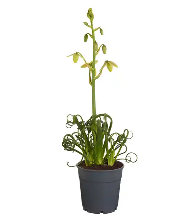 Bild 1 von Albuca 'Frizzle Sizzle®'