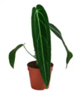 Herzblattblume - Anthurium warocqueanum