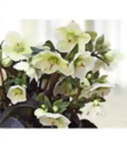 Schneerose 'Ice 'n' Roses® White' - Helleborus Gold Collection®