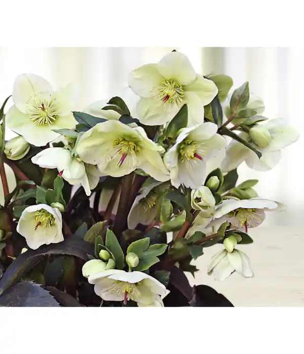 Bild 1 von Schneerose 'Ice 'n' Roses® White' - Helleborus Gold Collection®