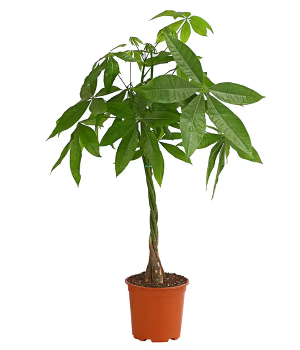 Bild 1 von Glückskastanie - Pachira aquatica