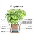 Bild 2 von Gummibaum - Ficus elastica 'Robusta', Hydrokultur