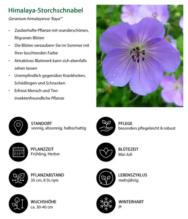 Bild 4 von Stauden-Set Bunte Blumenwiese Sommerglück, 24-teilig