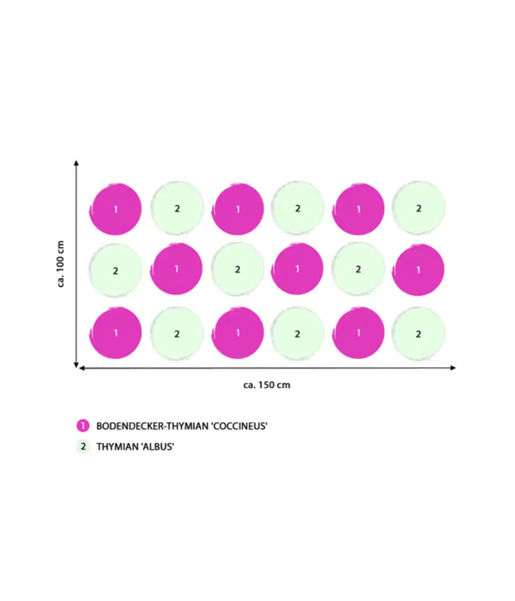 Bild 2 von Stauden-Set Duftender Thymian, 18-teilig
