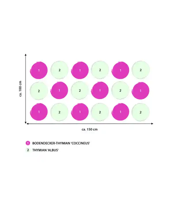 Bild 2 von Stauden-Set Duftender Thymian, 18-teilig