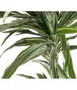 Bild 4 von Drachenbaum - Dracaena deremensis 'White Stripe'