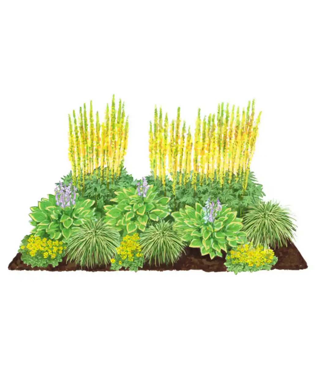 Bild 1 von Stauden-Set Schattengarten Goldene Akzente, 12-teilig