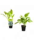 Bild 1 von Wellblattfunkie 'Albomarginata' - Hosta