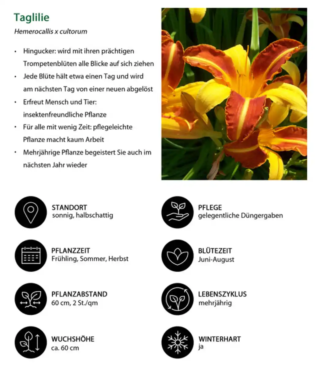 Bild 3 von Taglilie, gelb-orange