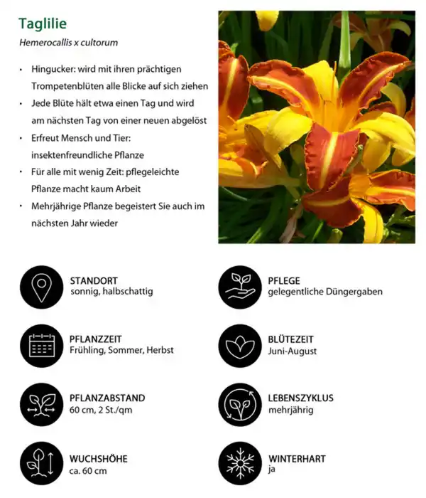 Bild 3 von Taglilie, gelb-orange