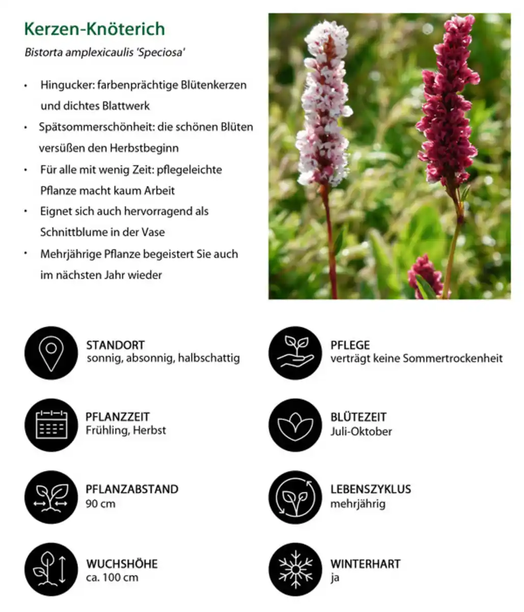 Bild 4 von Stauden-Set New Nature, 24-teilig