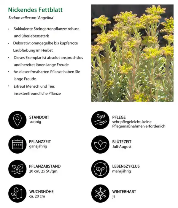 Bild 2 von Nickendes Fettblatt 'Angelina'