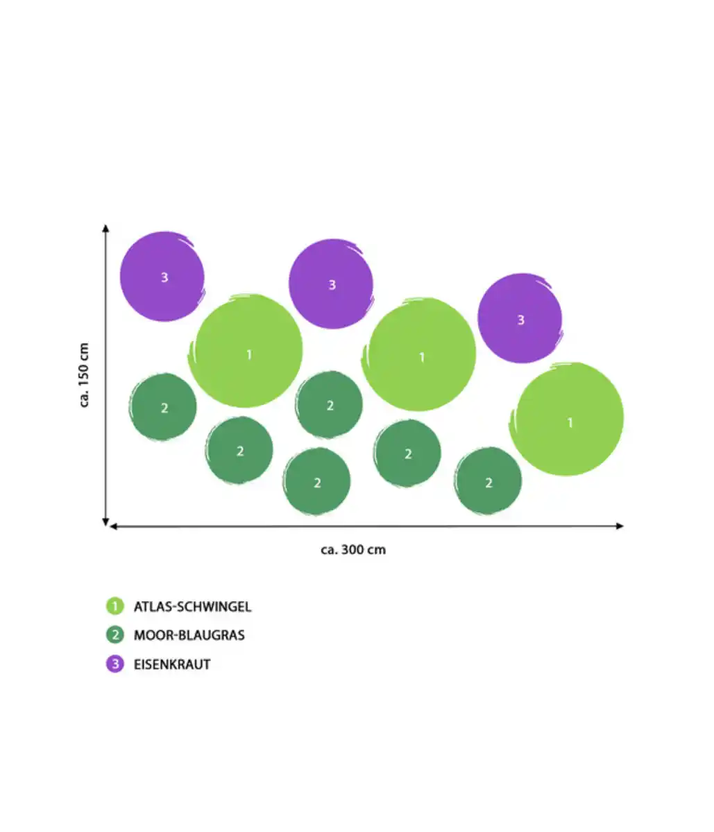 Bild 2 von Bodendecker Gräser-Set mit Blütenhighlight, 12-teilig